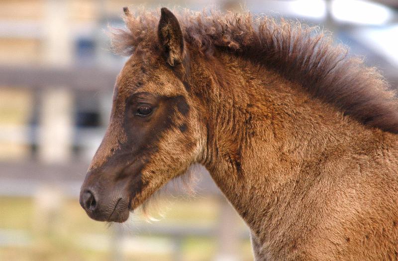 Njola von Heidmoor f.jpg
